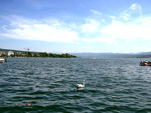 Boote auf dem Zürichsee Fotos